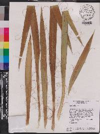 Yucca flaccida image