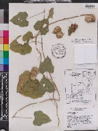 Dioscorea floridana image