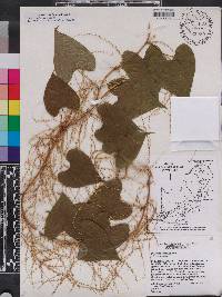 Dioscorea floridana image