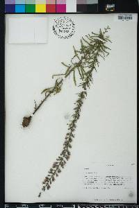 Liatris gracilis image