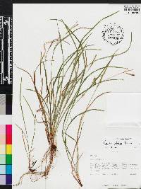 Carex godfreyi image