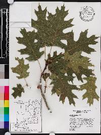 Quercus shumardii image