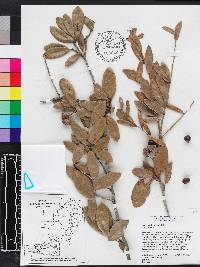 Quercus virginiana image