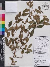 Ulmus alata image