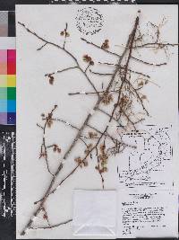 Ulmus alata image