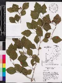 Crataegus viridis image