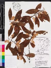 Prunus caroliniana image