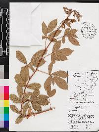 Rubus argutus image