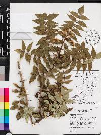 Zanthoxylum clava-herculis image