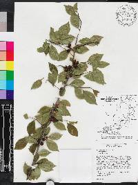 Ilex ambigua image