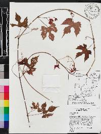 Vitis palmata image