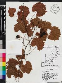 Vitis rotundifolia image