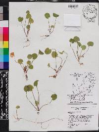 Centella asiatica image