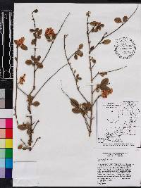 Ligustrum sinense image