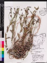 Verbena brasiliensis image