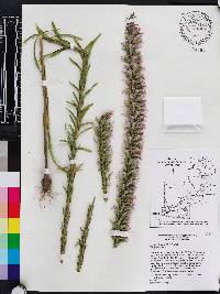 Liatris elegans image