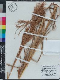 Andropogon glomeratus var. pumilus image