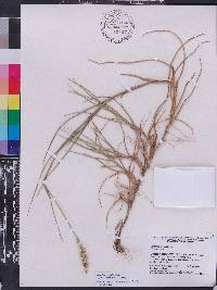 Cenchrus spinifex image