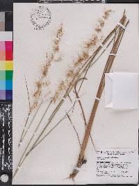 Sorghastrum secundum image