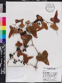 Smilax bona-nox image