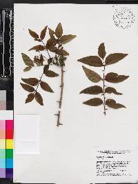 Zanthoxylum clava-herculis image