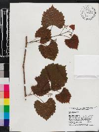 Vitis rotundifolia image