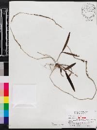 Epidendrum nocturnum image
