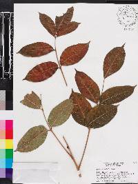 Bursera simaruba image