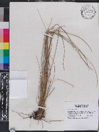 Aristida stricta image