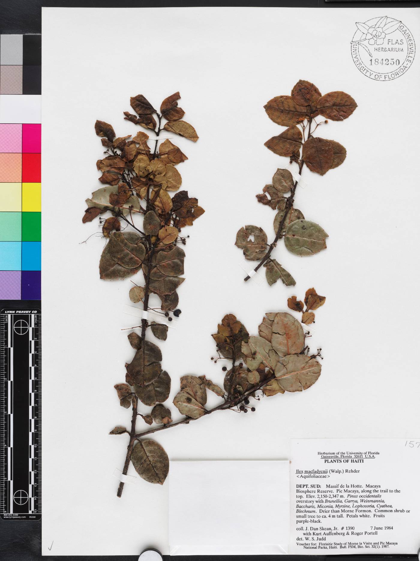 Ilex macfadyenii image