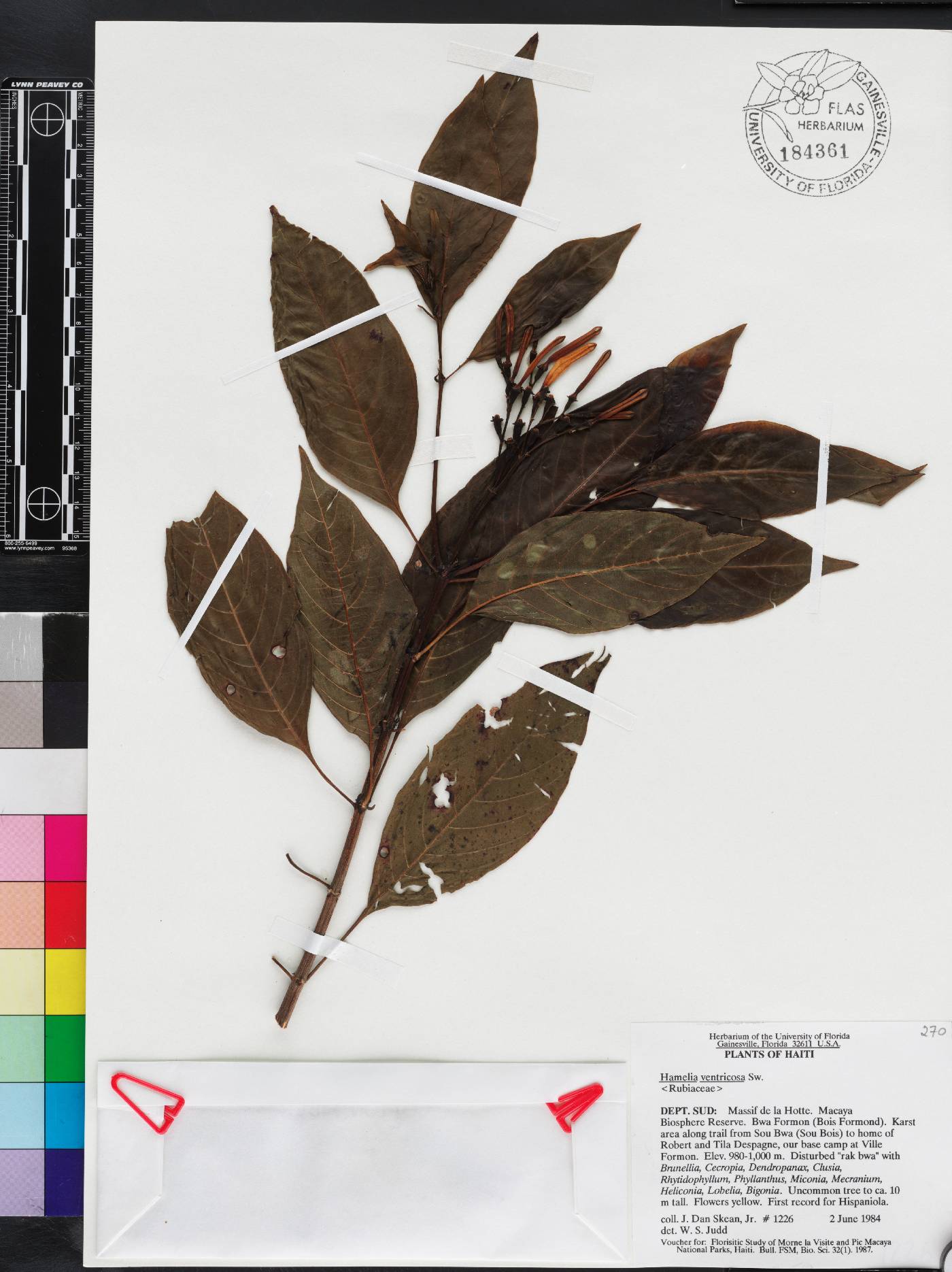Hamelia ventricosa image
