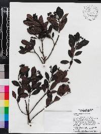 Psychotria alpestris image