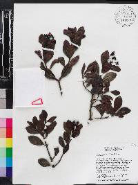Psychotria alpestris image