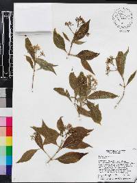 Psychotria pubescens image