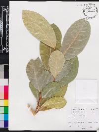 Ficus tinctoria subsp. gibbosa image