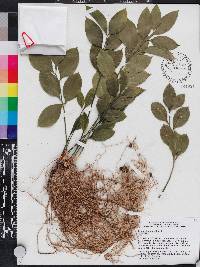 Ruscus hypophyllum image