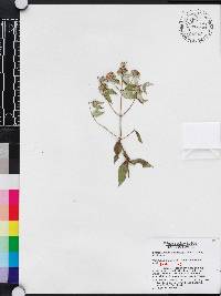Pycnanthemum floridanum image