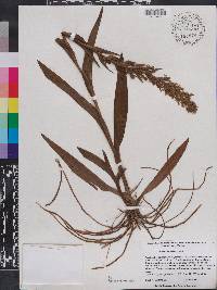 Habenaria repens image