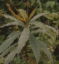 Rhytidophyllum bicolor image