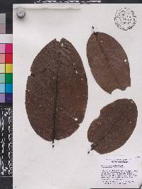 Image of Irvingia grandifolia