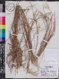 Andropogon ternarius image