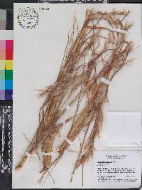 Andropogon virginicus var. virginicus image