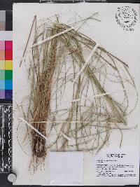 Aristida longespica image