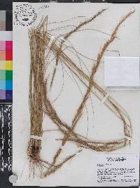 Aristida stricta image