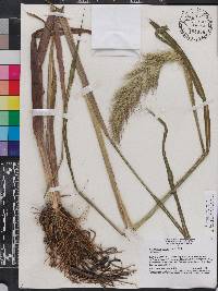 Echinochloa walteri image