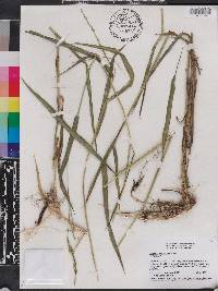 Panicum hemitomon image