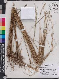 Spartina alterniflora image