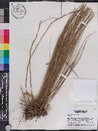 Spartina patens image