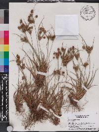 Cyperus retrorsus image