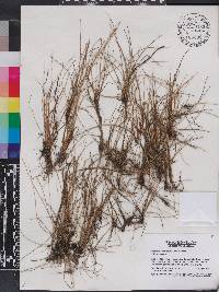 Eleocharis flavescens image